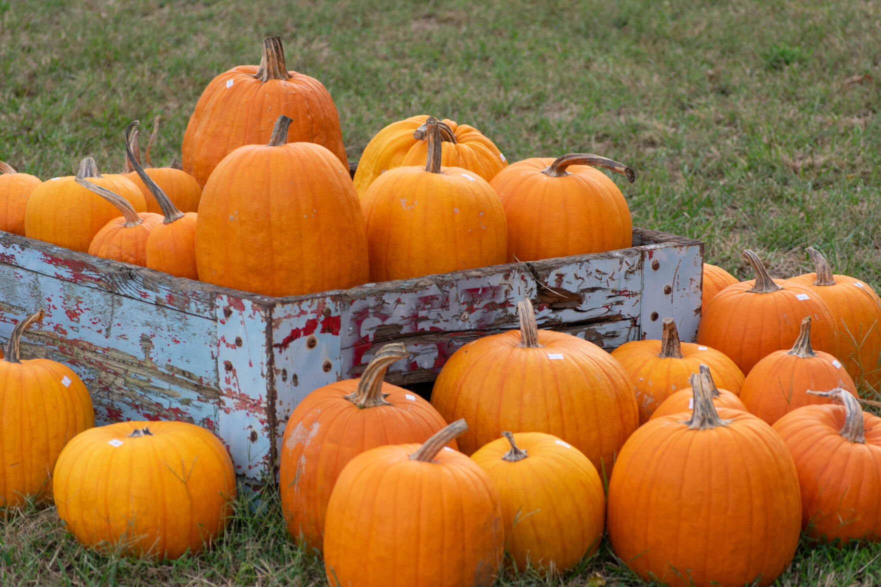 Pumpkins
